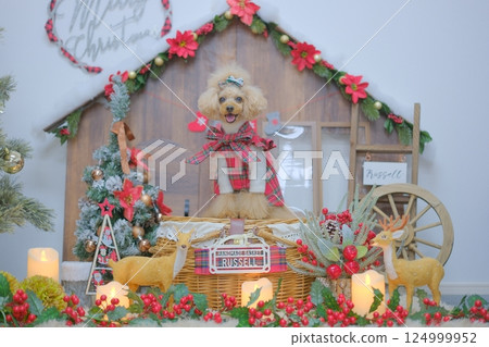 Toy poodle enjoying Christmas Toy poodle enjoying Christmas 124999952