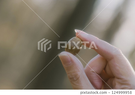 Hand picking up an acorn Hand picking up an acorn 124999958