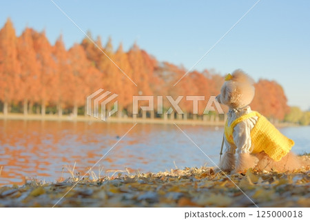 A toy poodle strolling along the Metasequoia Tree Line 125000018