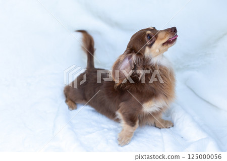 卡寧金臘腸犬成年犬巧克力黃色 125000056