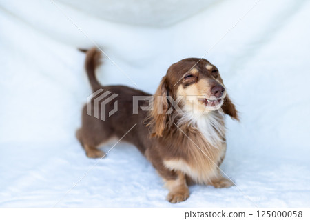 Kaninchen Dachshund Adult Dog Chocolate Yellow 125000058