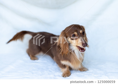 Kaninchen Dachshund Adult Dog Chocolate Yellow 125000059
