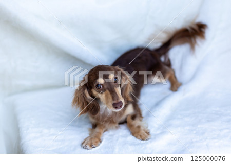 卡寧金臘腸犬成年犬巧克力黃色 125000076