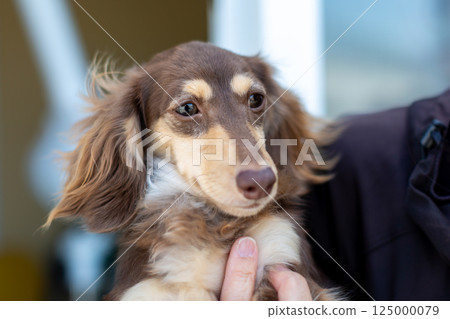卡寧金臘腸犬成年犬巧克力黃色 125000079
