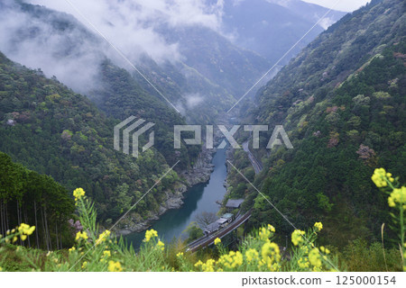 從盛開的油菜花的觀景台上欣賞雨後的小步危溪 125000154
