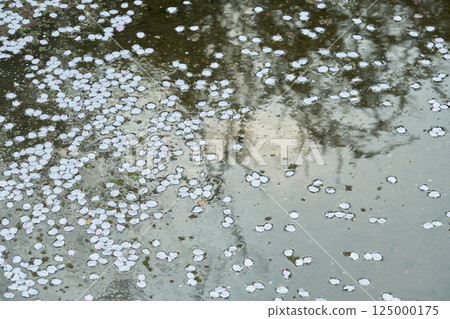 Shadows of plants reflected in the stream and cherry blossom petals floating on the water's surface Shadows of plants reflected in the stream and cherry blossom petals floating on the water's surface 125000175