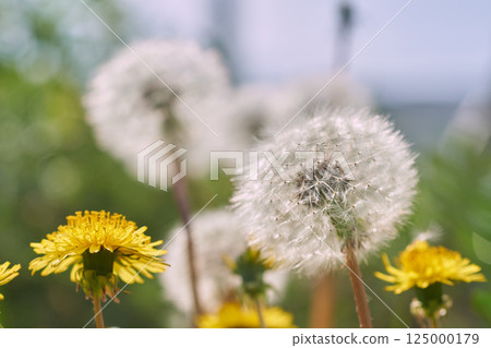 Close-up of dandelion flowers and fluff - gentle spring scenery 125000179