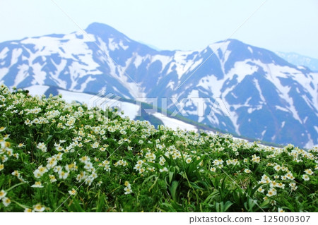 今年又開花了 125000307