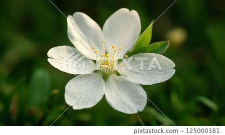 A delicate close-up photograph capturing the intricate beauty of a cherry blossom in full bloom. Generative AI 125000381