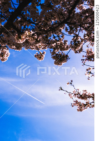 Cherry blossoms and airplane clouds Cherry blossoms and airplane clouds 125000423