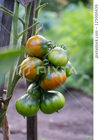 Cluster of Unripe Tomatoes Hanging from a Plant in a Garden on a Bright Morning 125000439