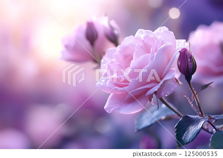 Pink rose blooming in spring garden with dew drops 125000535