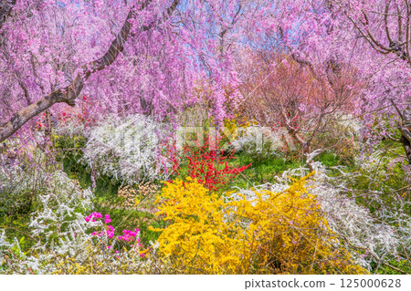 櫻花在京都Hararuyaen 125000628