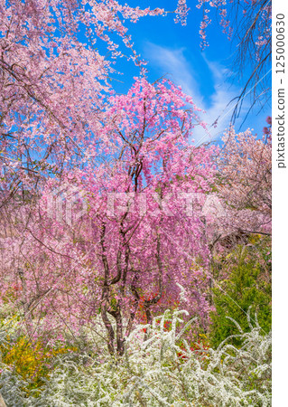 Cherry blossoms in Kyoto Hararuyaen 125000630