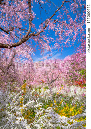 Cherry blossoms in Kyoto Hararuyaen 125000631