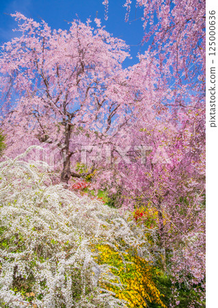Cherry blossoms in Kyoto Hararuyaen 125000636
