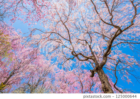 Cherry blossoms in Kyoto Hararuyaen 125000644