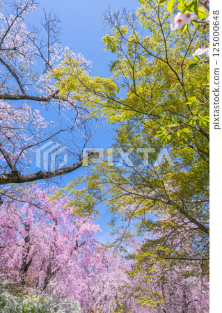 Cherry blossoms in Kyoto Hararuyaen Cherry blossoms in Kyoto Hararuyaen 125000648