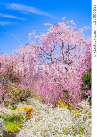 櫻花在京都Hararuyaen 125000653