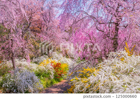 櫻花在京都Hararuyaen 125000660