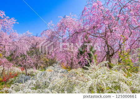 櫻花在京都Hararuyaen 125000661