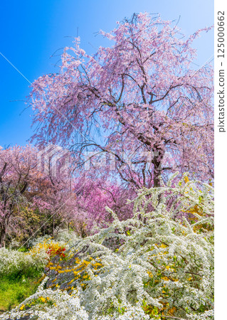 櫻花在京都Hararuyaen 125000662