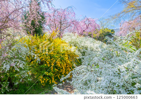 Cherry blossoms in Kyoto Hararuyaen Cherry blossoms in Kyoto Hararuyaen 125000663