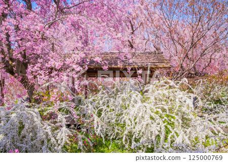 Cherry blossoms in Kyoto Hararuyaen Cherry blossoms in Kyoto Hararuyaen 125000769