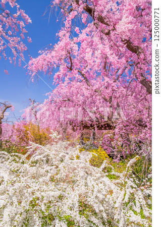 櫻花在京都Hararuyaen 125000771