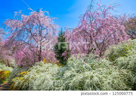 Cherry blossoms in Kyoto Hararuyaen 125000775