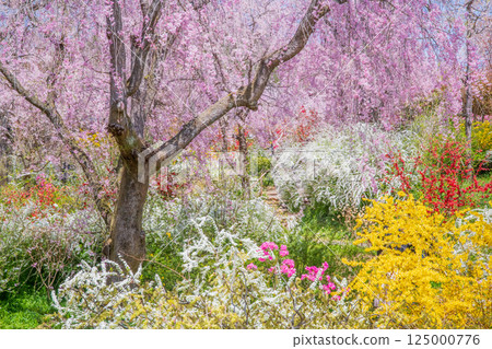 櫻花在京都Hararuyaen 125000776