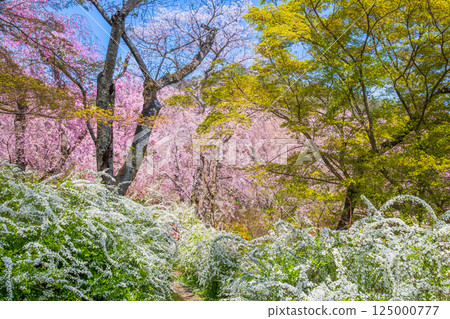 櫻花在京都Hararuyaen 125000777