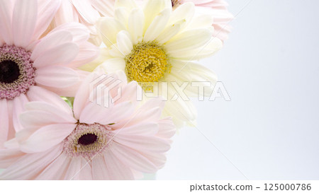 Pink and white gerbera background 125000786