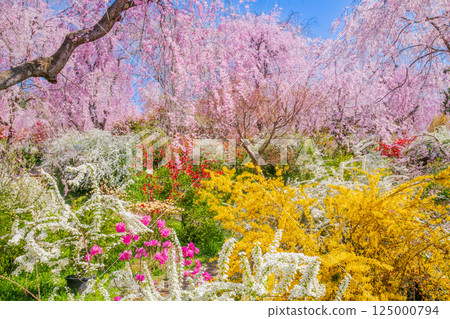 Cherry blossoms in Kyoto Hararuyaen 125000794