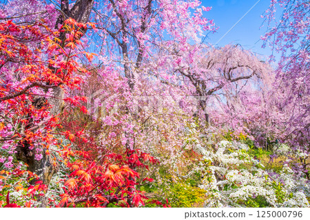 櫻花在京都Hararuyaen 125000796