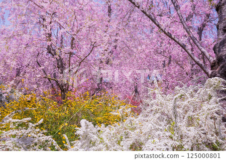 櫻花在京都Hararuyaen 125000801