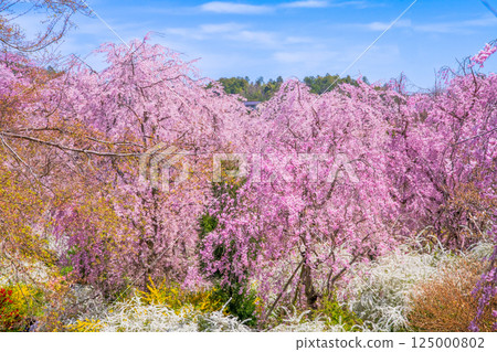 櫻花在京都Hararuyaen 125000802
