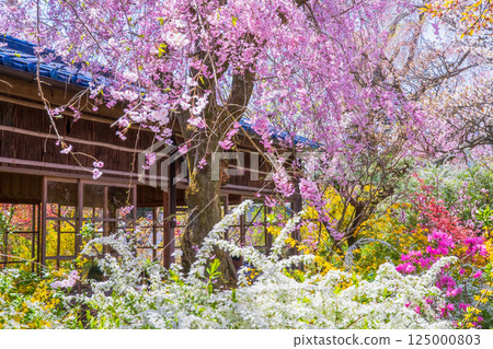 櫻花在京都Hararuyaen 125000803