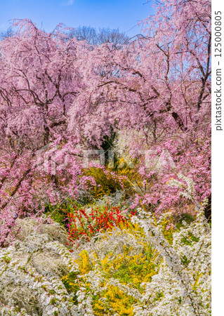 Cherry blossoms in Kyoto Hararuyaen Cherry blossoms in Kyoto Hararuyaen 125000805