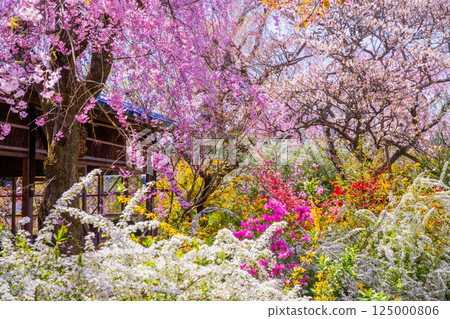 Cherry blossoms in Kyoto Hararuyaen Cherry blossoms in Kyoto Hararuyaen 125000806