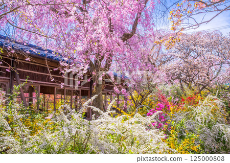 Cherry blossoms in Kyoto Hararuyaen 125000808