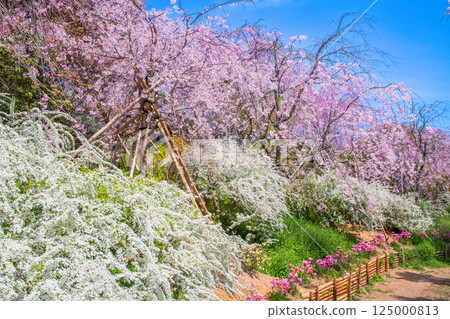 Cherry blossoms in Kyoto Hararuyaen Cherry blossoms in Kyoto Hararuyaen 125000813