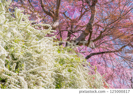 Cherry blossoms in Kyoto Hararuyaen Cherry blossoms in Kyoto Hararuyaen 125000817
