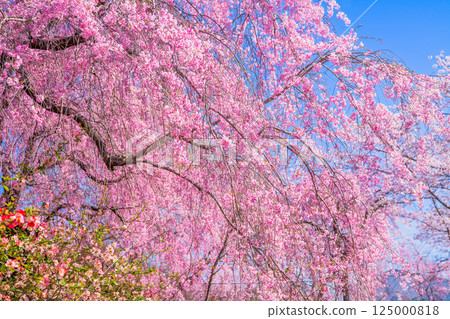 Cherry blossoms in Kyoto Hararuyaen 125000818