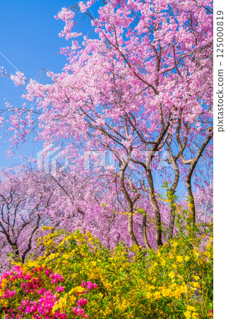 Cherry blossoms in Kyoto Hararuyaen Cherry blossoms in Kyoto Hararuyaen 125000819