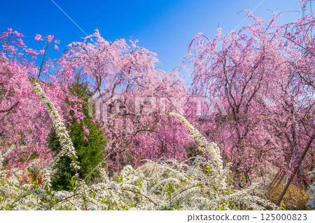 櫻花在京都Hararuyaen 125000823