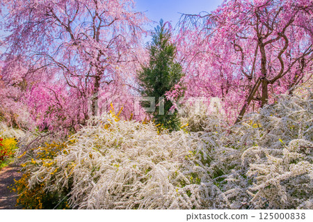 Cherry blossoms in Kyoto Hararuyaen Cherry blossoms in Kyoto Hararuyaen 125000838