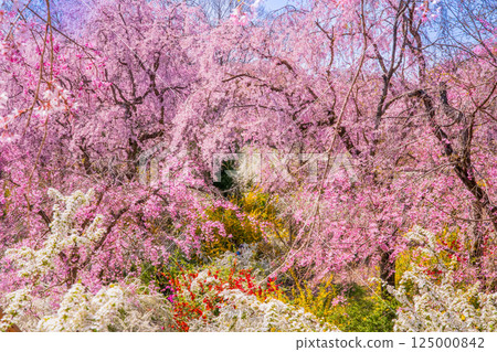 Cherry blossoms in Kyoto Hararuyaen Cherry blossoms in Kyoto Hararuyaen 125000842