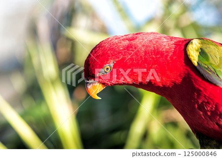Bright Red Lory perching with vibrant orange beak, watchful gaze resting against soft green background 125000846