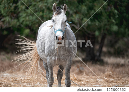 White horse walking in paddock on farm 125000862